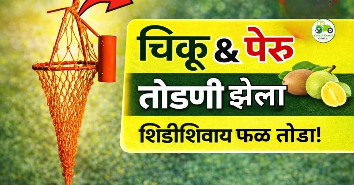 चिकू आणि पेरू तोडण्यासाठी झेला: शिडीशिवाय फळ तोडण्याचा स्मार्ट उपाय
