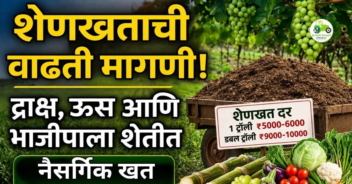 शेणखताची वाढती मागणी: द्राक्ष, ऊस आणि भाजीपाला शेतीत नैसर्गिक खताचा वापर वाढला