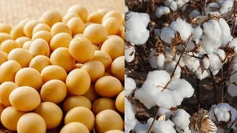 कापूस तूर सोयाबीन केळी हरभरा इत्यादी पिकांवर सल्ला मिळेल
