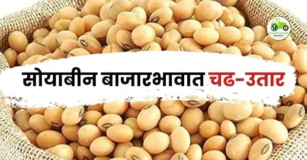 सोयाबीन बाजारभावात चढ-उतार