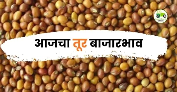 आजचा तूर बाजारभाव