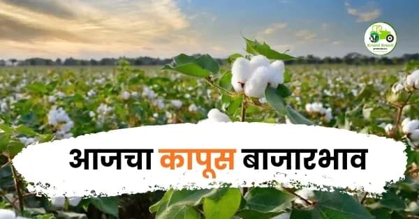 आजचा कापूस बाजारभाव
