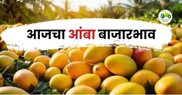 आजचा आंबा बाजारभाव