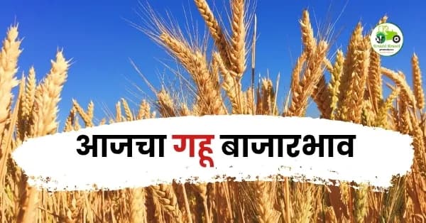 आजचा गहू बाजारभाव