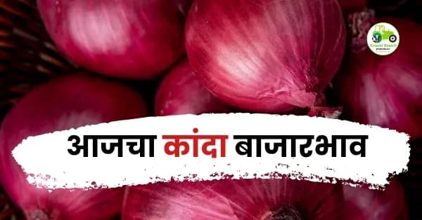 आजचा कांदा बाजारभाव