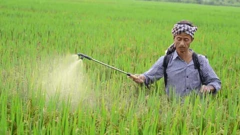 जमिनीचा पोत, पिकाची देखभाल, खता विषयी, फवारणी मोफत सल्ला