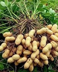 भुईमूग पपई इत्यादी सल्ला मिळेल