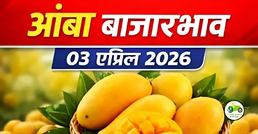 आंबा बाजारभाव 03 एप्रिल 2026