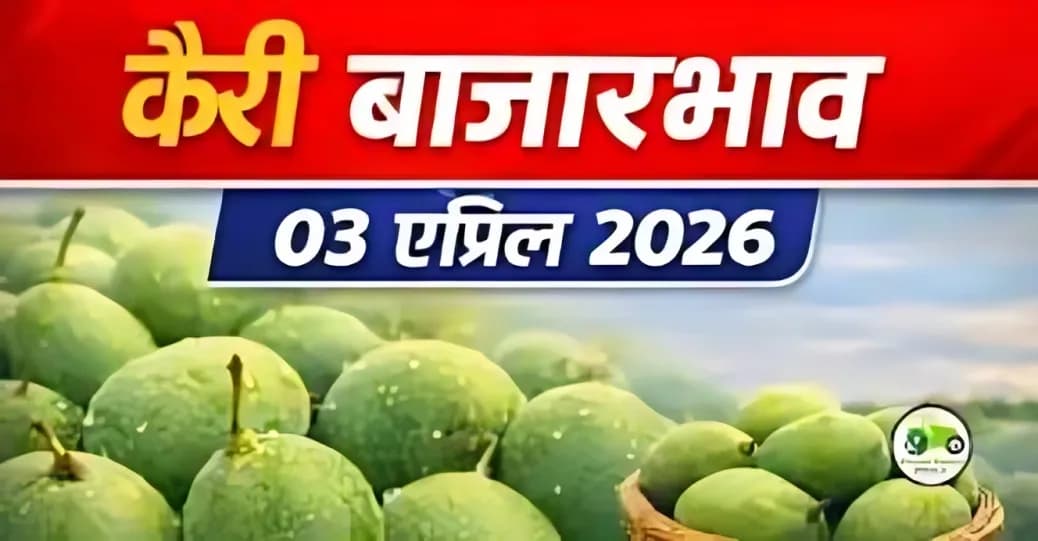 कैरी बाजारभाव 03 एप्रिल 2026