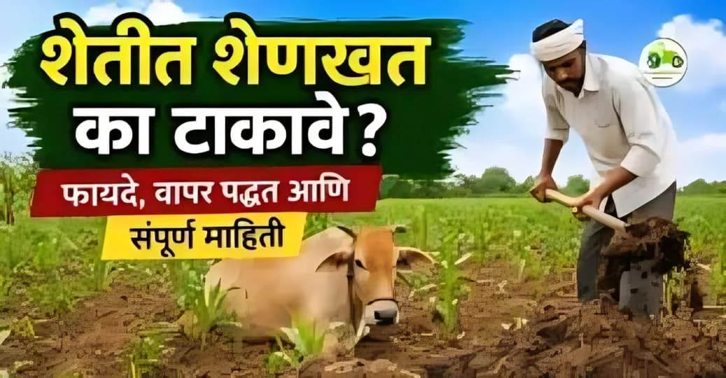 शेतीत शेणखत का टाकावे? | फायदे, वापर पद्धत आणि संपूर्ण माहिती