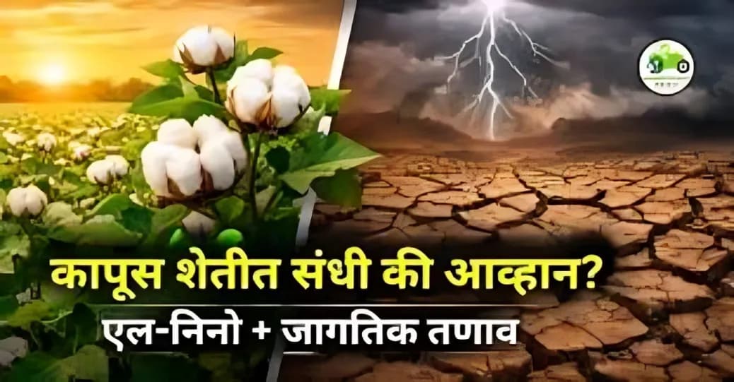 खरीप 2026: जागतिक तणाव, एल-निनो आणि कापूस शेती — संधी की आव्हान?