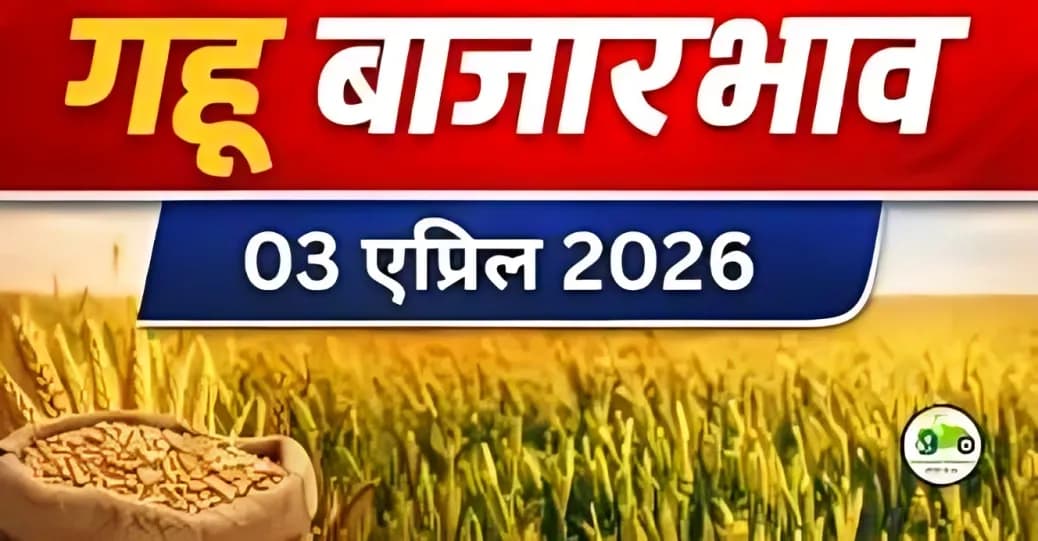 गहू बाजारभाव 03 एप्रिल 2026