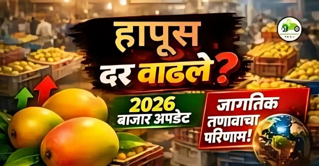 मुंबईतील हापूस आंबा बाजार 2026: दर, आवक आणि जागतिक तणावाचा परिणाम