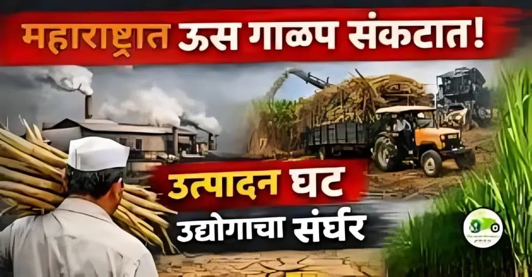 महाराष्ट्रातील ऊस गाळप हंगाम शेवटाकडे – संपूर्ण विश्लेषण