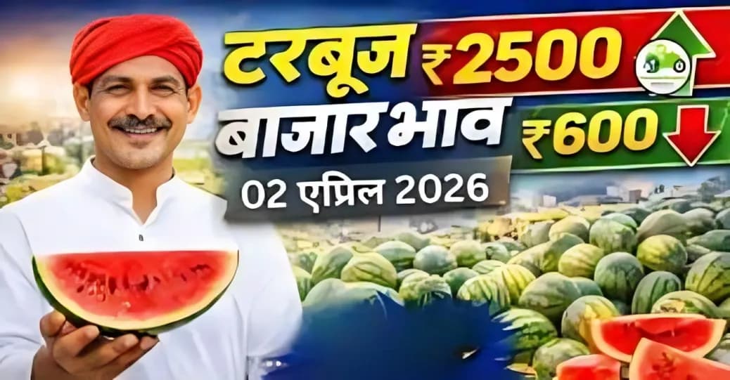 टरबूज बाजारभाव 02 एप्रिल 2026 | महाराष्ट्रातील ताजे दर, विश्लेषण आणि अंदाज