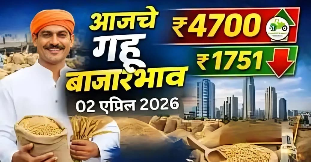 आजचे गहू बाजारभाव 02 एप्रिल 2026