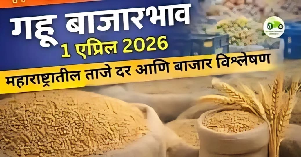 गहू बाजारभाव 01 एप्रिल 2026 | महाराष्ट्रातील ताजे दर आणि बाजार विश्लेषण