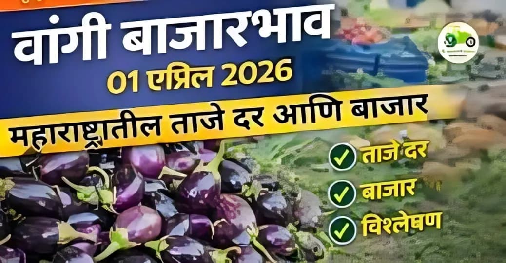 वांगी बाजारभाव 01 एप्रिल 2026 | महाराष्ट्रातील ताजे दर आणि बाजार विश्लेषण