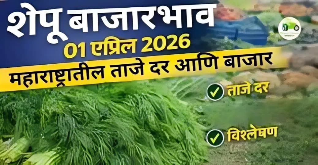 शेपू बाजारभाव 01 एप्रिल 2026 | महाराष्ट्रातील ताजे दर आणि बाजार विश्लेषण