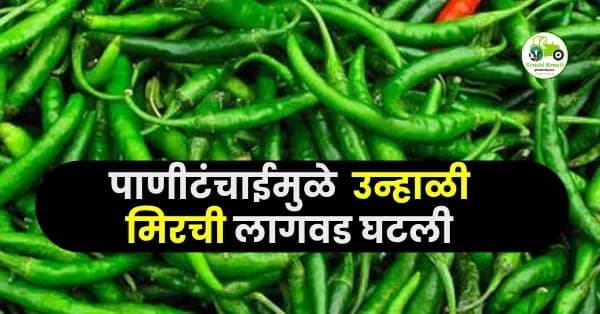 पाणीटंचाईमुळे उन्हाळी मिरची लागवड घटली; शेतकरी खरीप हंगामाकडे वळले
