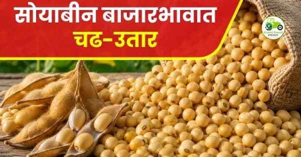 सोयाबीन बाजारभावात चढ-उतार