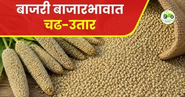 बाजरी बाजारभावात चढ-उतार