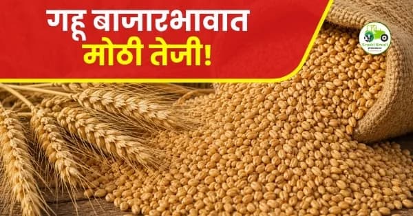 गहू बाजारभावात तेजी; पुणे बाजारात शरबती गव्हाला उच्चांकी ६४०० रुपये दर