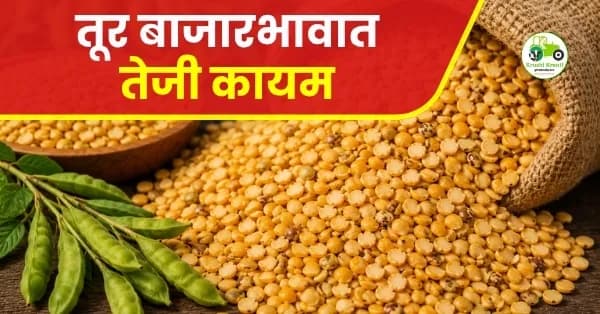 तूर बाजारभावात तेजी कायम; अहिल्यानगरमध्ये तुरीला उच्चांकी ८५०० रुपये दर