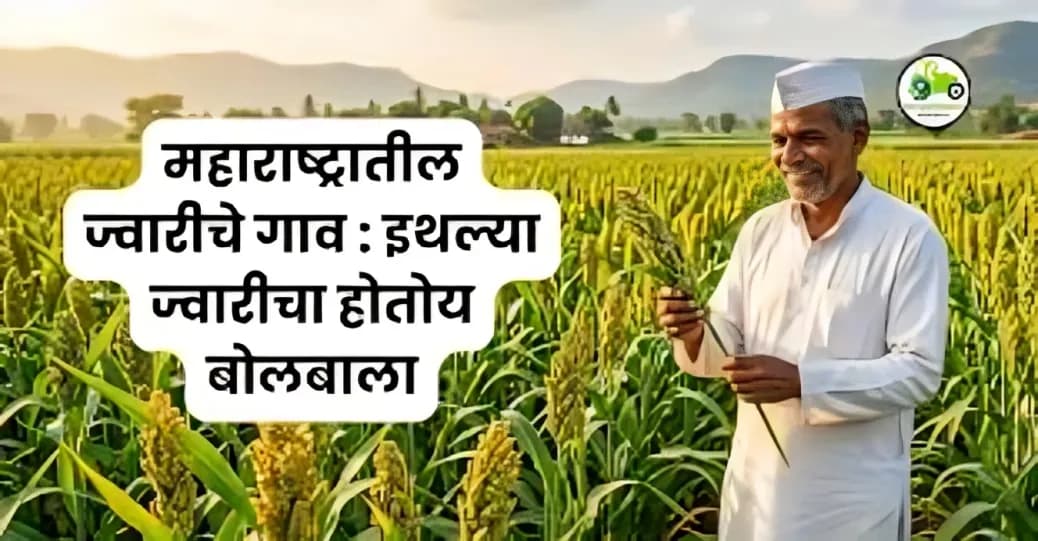 महाराष्ट्रातील ज्वारीचे गाव : इथल्या ज्वारीचा होतोय बोलबाला