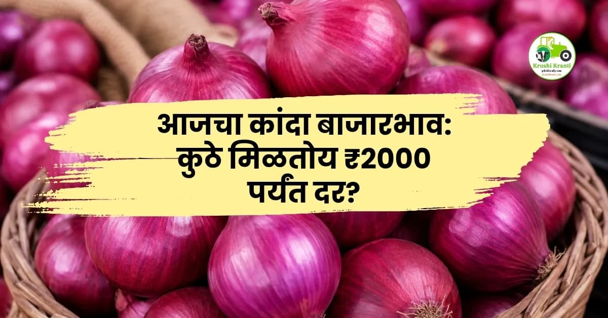 आजचा कांदा बाजारभाव: कुठे मिळतोय ₹2000 पर्यंत दर?