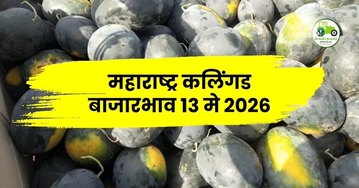 महाराष्ट्र कलिंगड बाजारभाव 13 मे 2026 | आजचे टरबूज दर आणि मार्केट अपडेट