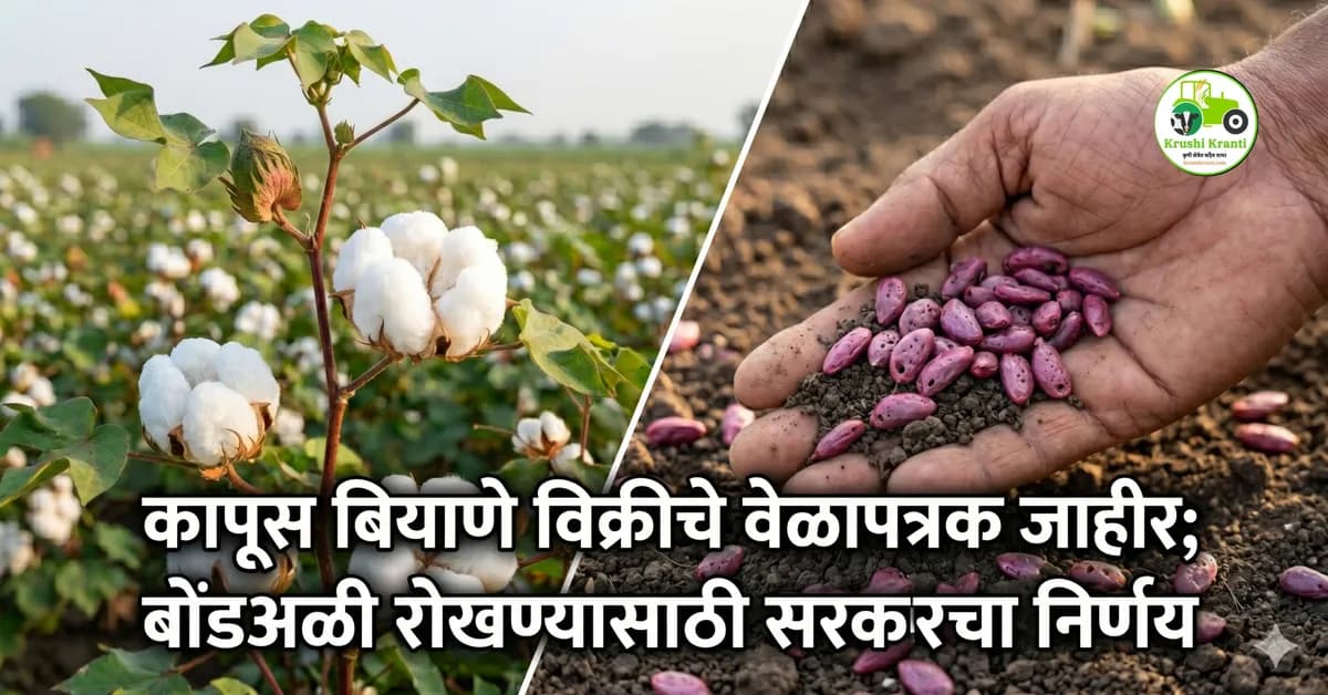 कापूस बियाणे विक्री २०२६: १५ मेपासून सुरुवात, १ जूननंतरच लागवडीचा सल्ला