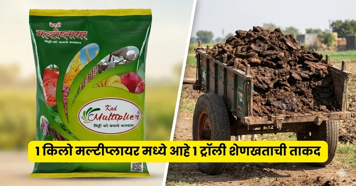 मल्टीप्लायर खत: १ किलोमध्ये मिळवा १ ट्रॉली शेणखताची ताकद | Multiplier Fertilizer