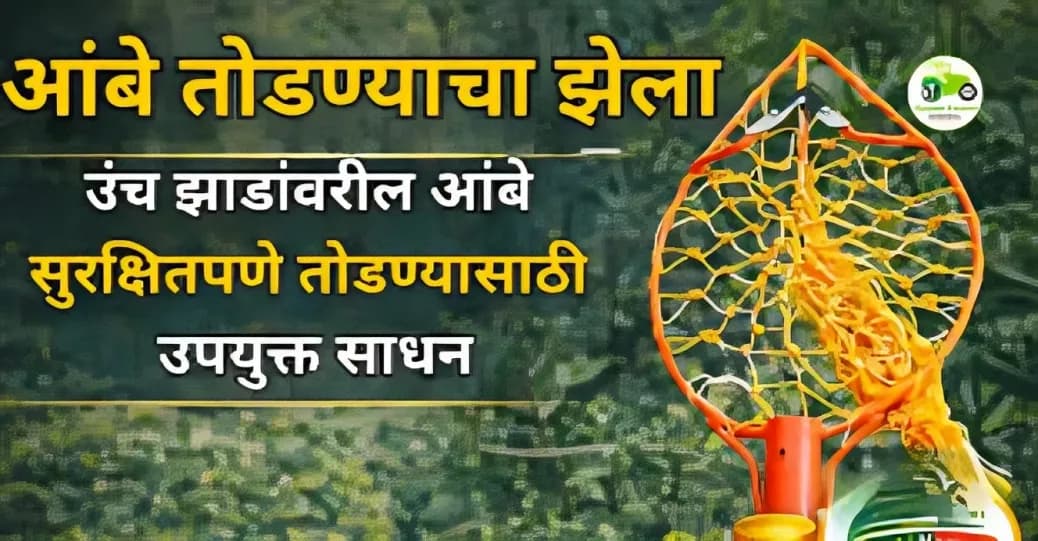 आंबे तोडण्याचा झेला | उंच झाडांवरील आंबे सुरक्षितपणे तोडण्यासाठी उपयुक्त साधन