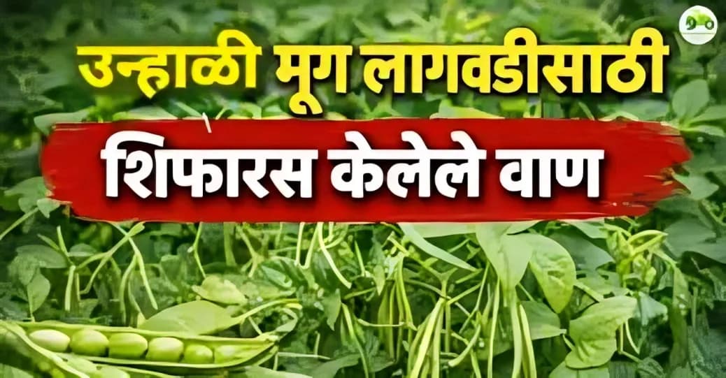 उन्हाळी मूग लागवडीसाठी शिफारस केलेले ९ प्रमुख वाण