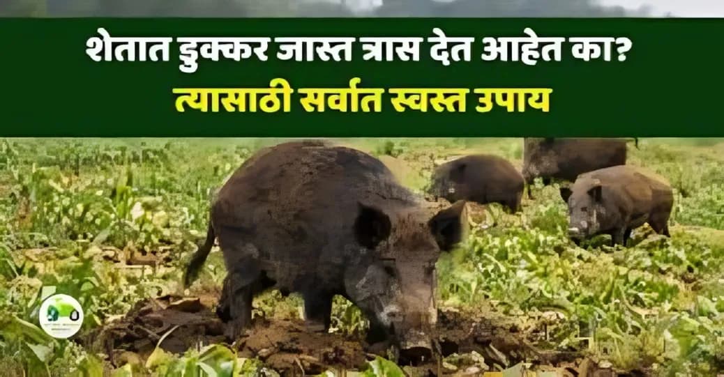 शेतात डुक्कर जास्त त्रास देत आहेत का त्याचा सर्वात स्वस्त उपाय