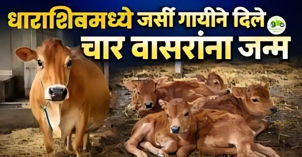 धाराशिवमध्ये जर्सी गायीने दिले चार वासरांना जन्म | दुर्मिळ घटना व संपूर्ण माहिती