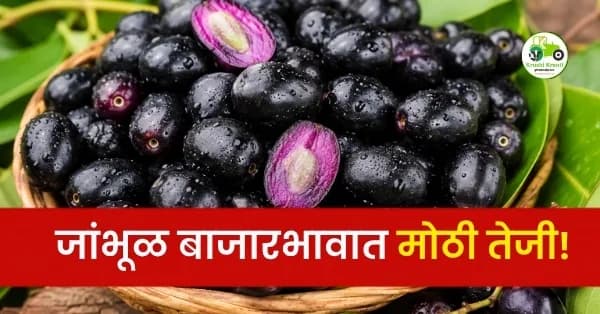 जांभूळ बाजारभावात मोठी तेजी!
