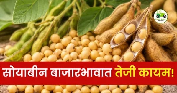 सोयाबीन बाजारभावात तेजी कायम!