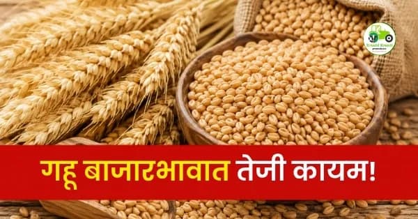गहू बाजारभावात तेजी कायम! पुणे बाजारात शरबती गव्हाला उच्चांकी ६४०० रुपये दर