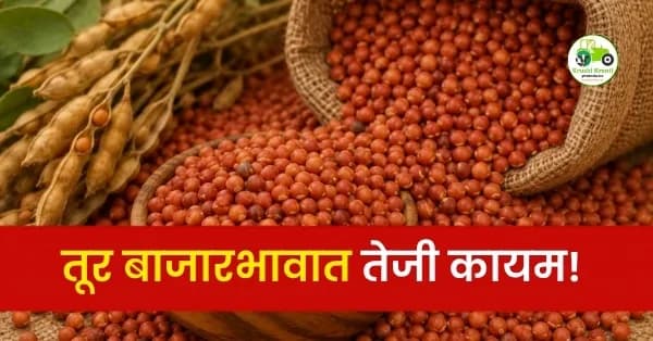 तूर बाजारभावात तेजी कायम! कारंजा बाजार समितीत तुरीला उच्चांकी ८१४५ रुपये दर