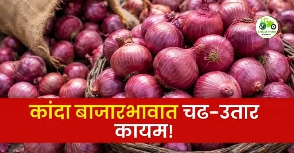 कांदा बाजारभावात चढ-उतार कायम! पिंपळगाव बसवंतमध्ये कांद्याला उच्चांकी २२६७ रुपये दर
