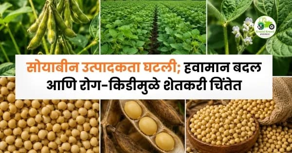 सोयाबीन उत्पादकता घटली; हवामान बदल आणि रोग-किडीमुळे शेतकरी चिंतेत