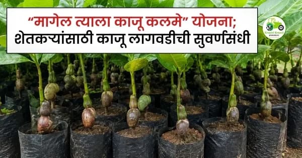 “मागेल त्याला काजू कलमे” योजना; शेतकऱ्यांसाठी काजू लागवडीची सुवर्णसंधी