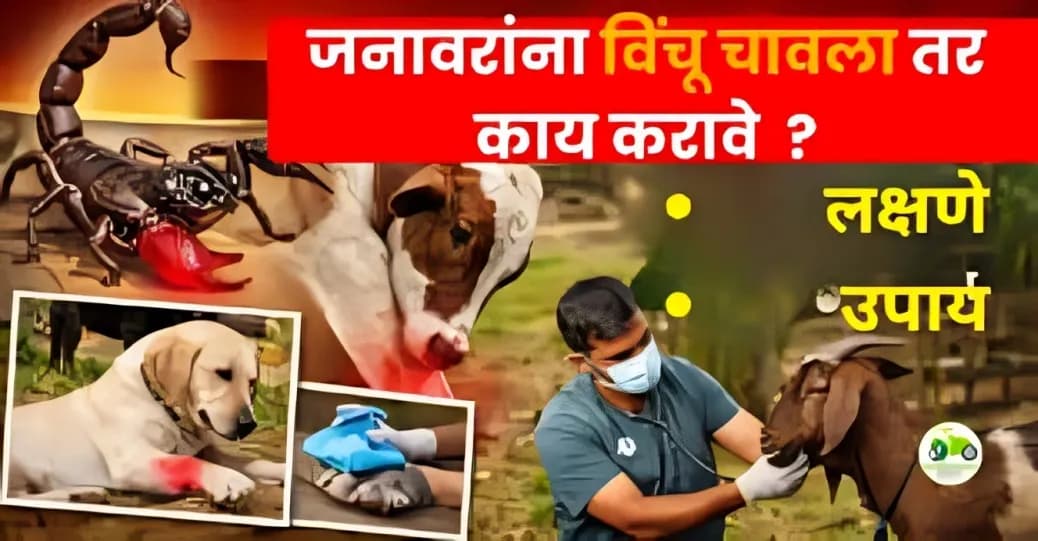 जनावरांना विंचू चावला तर काय करावे? | लक्षणे, प्रथमोपचार आणि उपचार