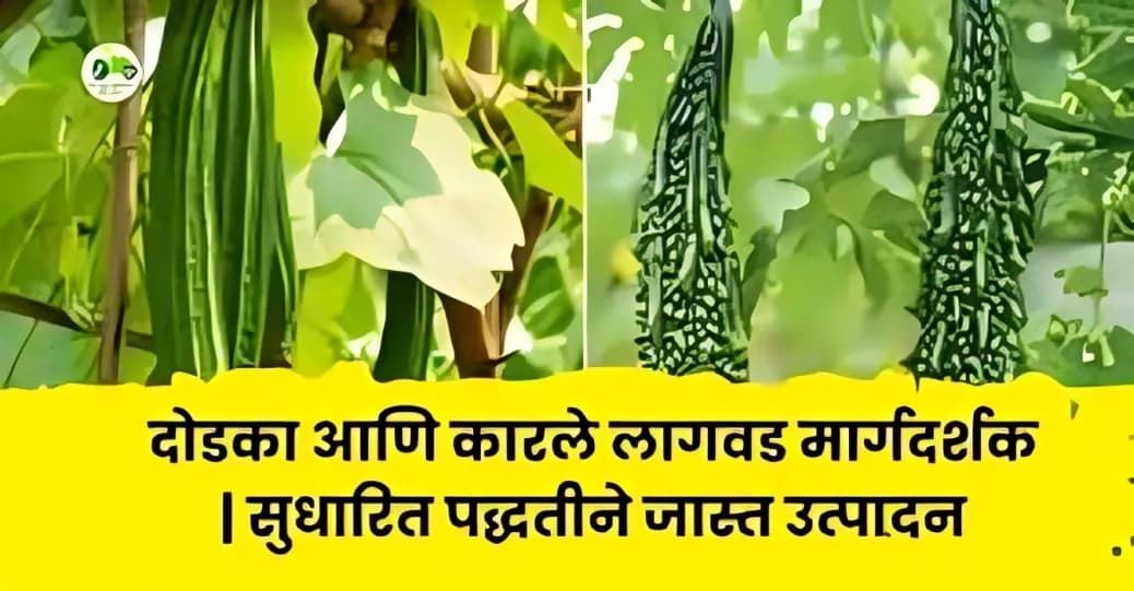 दोडका आणि कारले लागवड मार्गदर्शक | सुधारित पद्धतीने जास्त उत्पादन