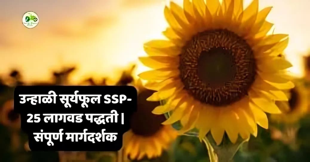 उन्हाळी सूर्यफूल SSP-25 लागवड पद्धती | संपूर्ण मार्गदर्शक