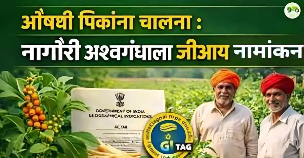 नागौरी अश्वगंधाला जीआय टॅग : नागौरच्या शेतकऱ्यांसाठी मोठी संधी