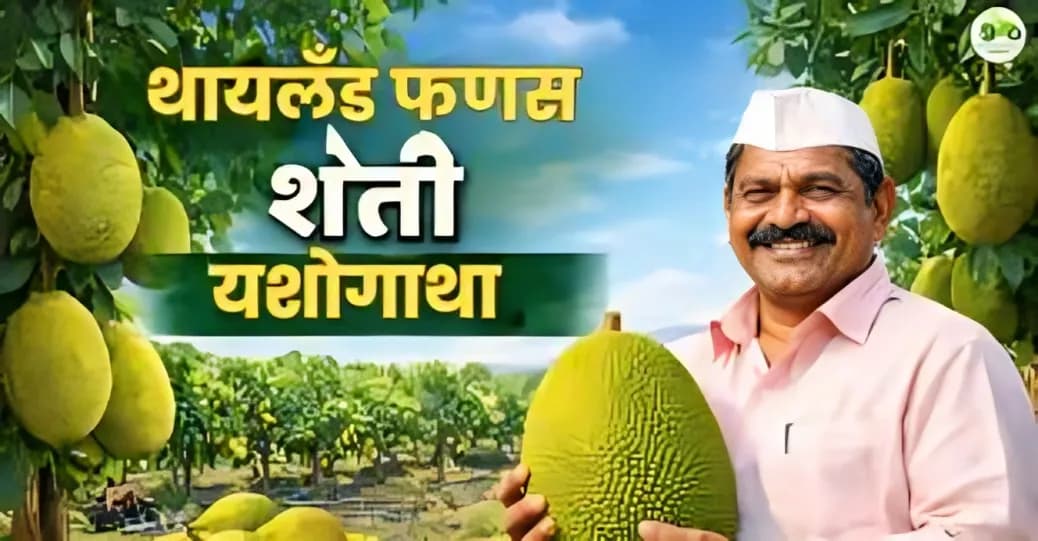उजाड माळरानावर थायलंड फणसाची यशस्वी लागवड | सांगलीच्या शेतकऱ्याची प्रेरणादायी कथा