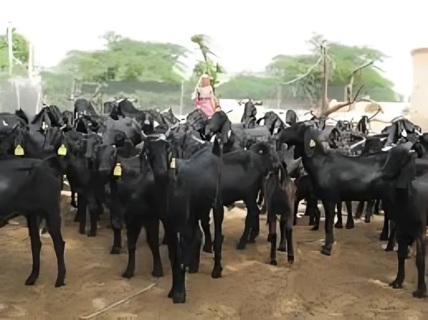 Goat Farming : शेळीपालनाबद्दल सविस्तर माहिती